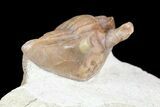 Rare, Asaphus Holmi Trilobite - Russia #74041-7